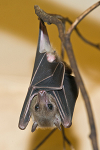 Fledermaus